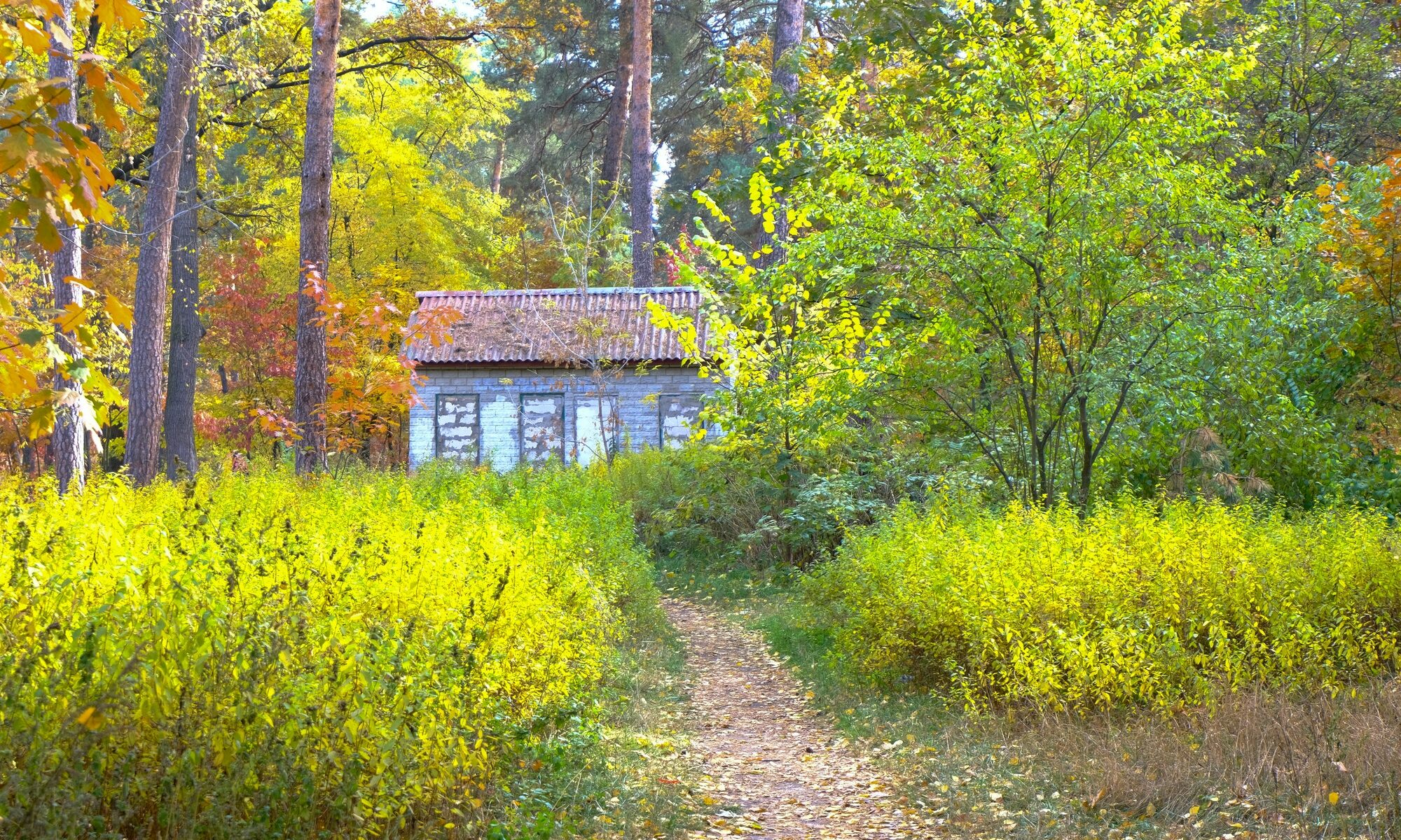 An old house in the autumn forest. Bright yellow fall nature.