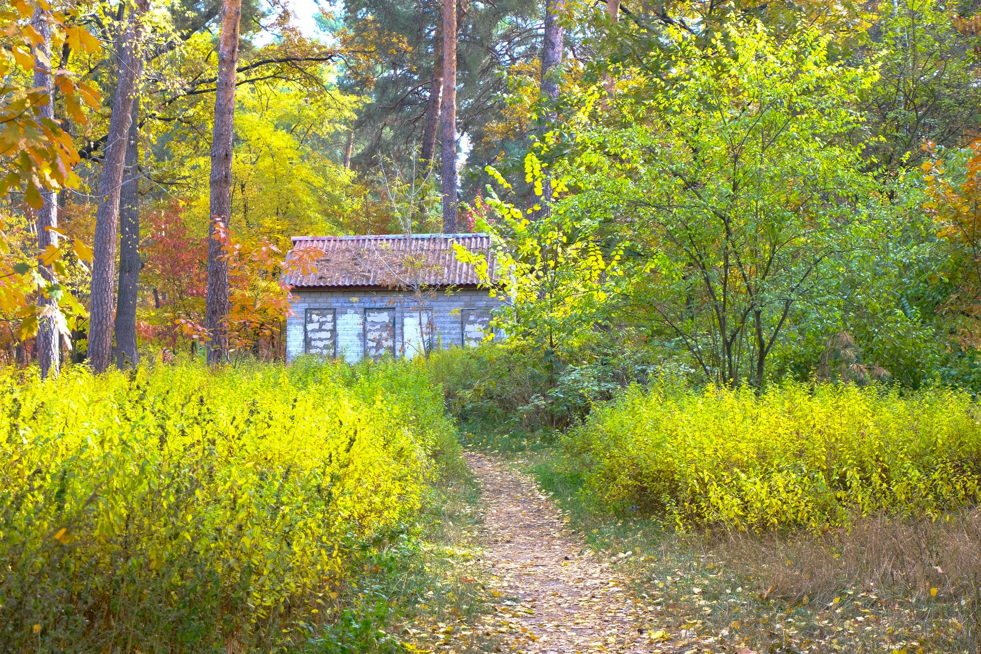 An old house in the autumn forest. Bright yellow fall nature.